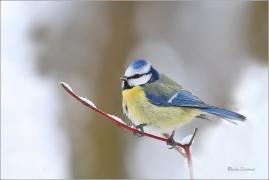 <p>SÝKORA MODŘINKA (Cyanistes caeruleus) ---- /Eurasian blue tit - Blaumeise/</p>